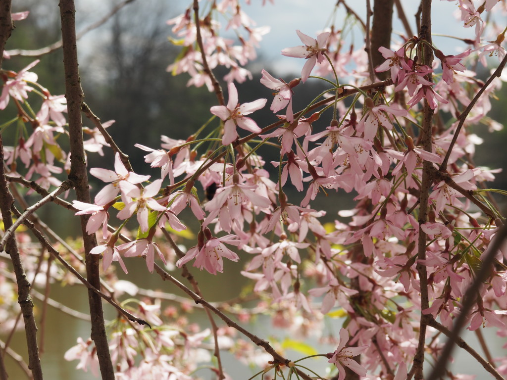 Cherry Blossoms